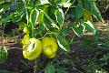 My Tomatoes